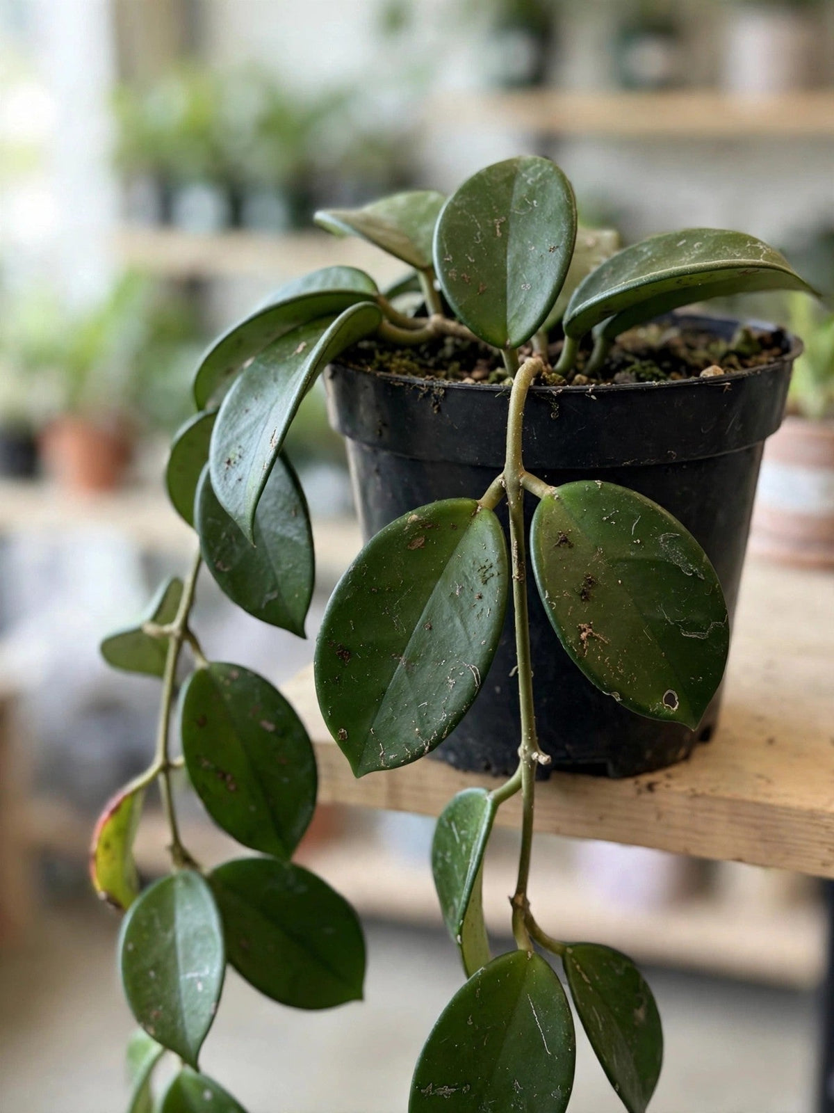 Hoya Australis