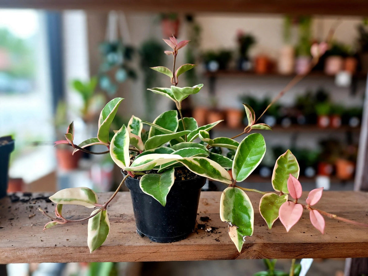 Hoya Krimson Queen
