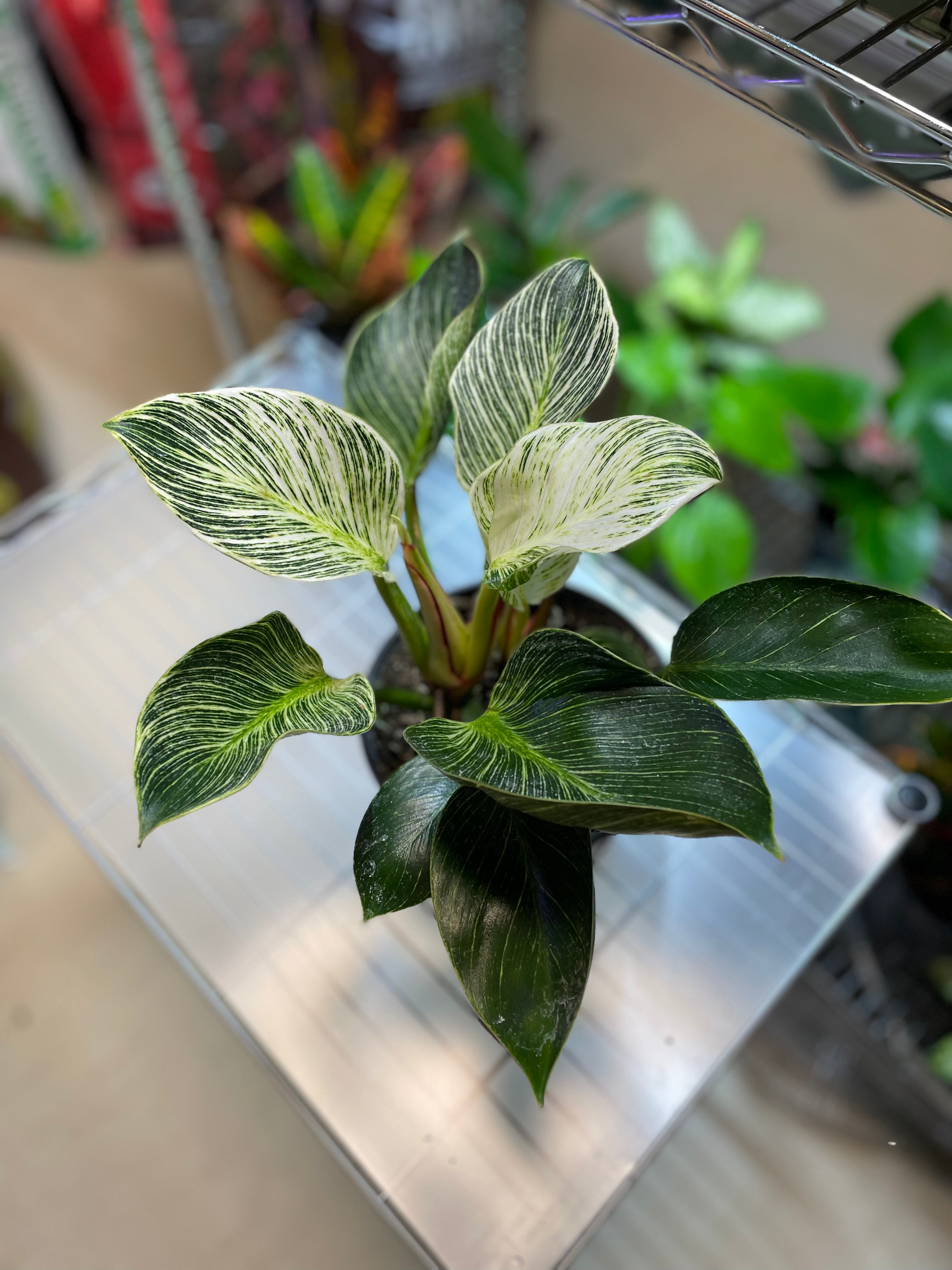 Philodendron Birkin 4” toxic