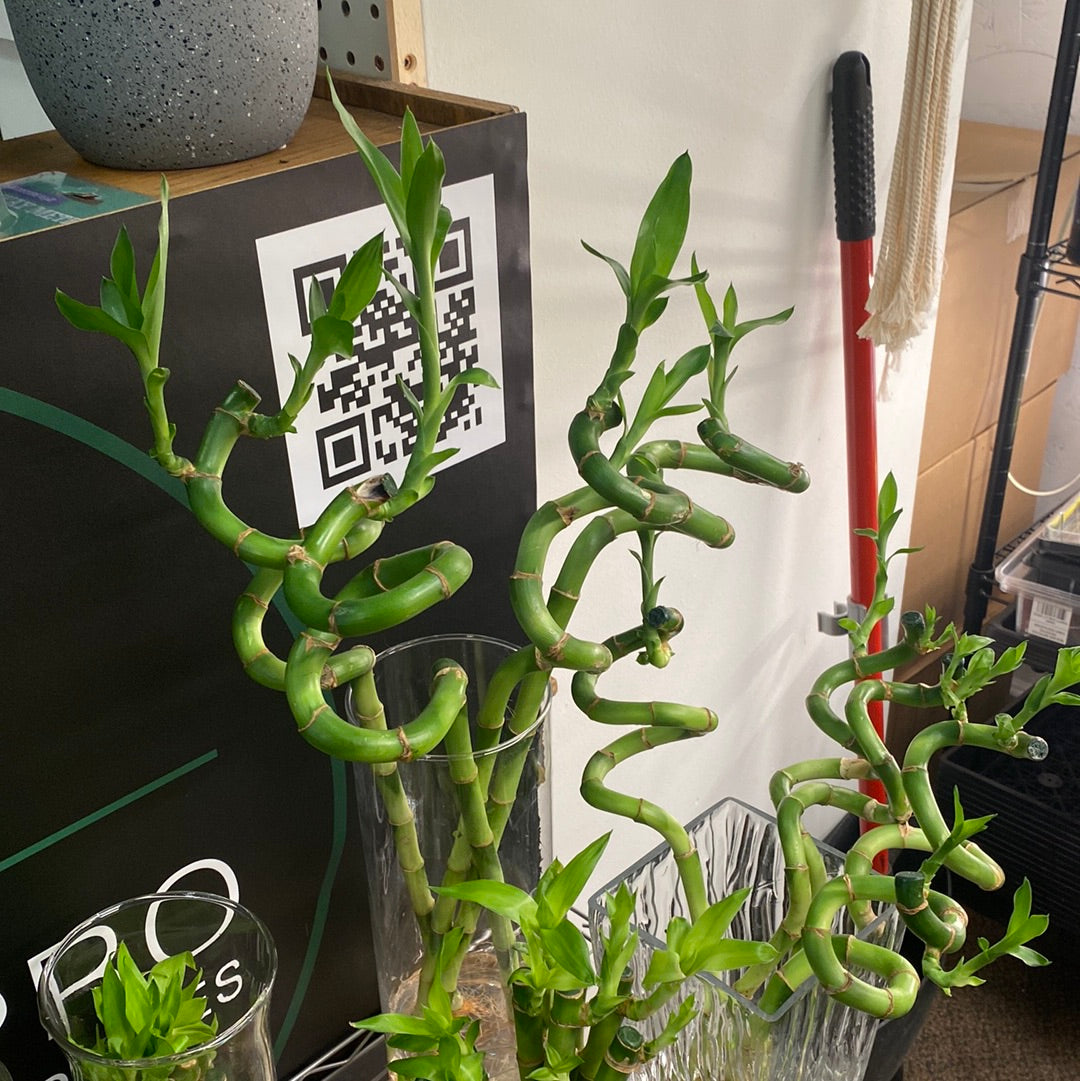 curly lucky bamboo plants Lucky Bamboo Curly various