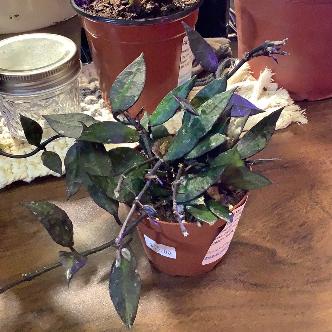 Hoya Krohniana Silver 4" toxic