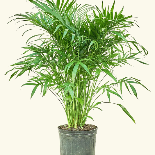 CAT PALM 10” Non-Toxic