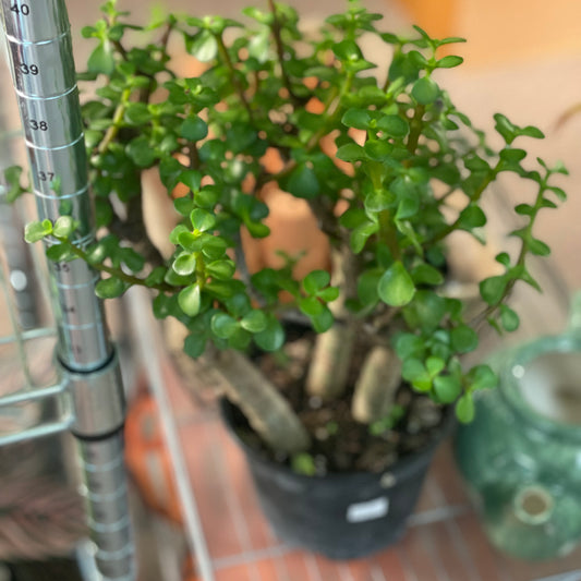 Portulacaria Afra Bush 6” - Non-Toxic
