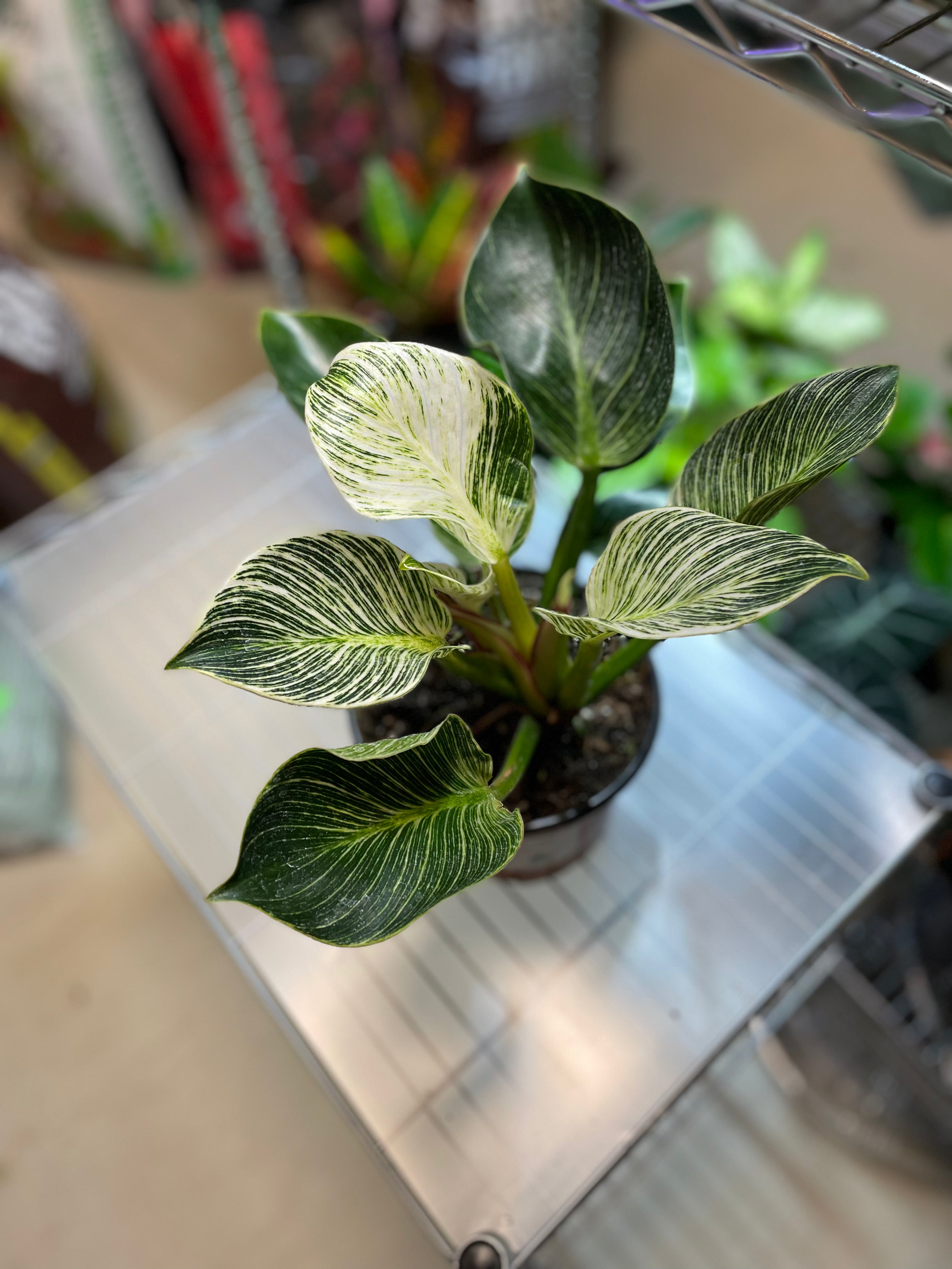 Philodendron Birkin 4” toxic