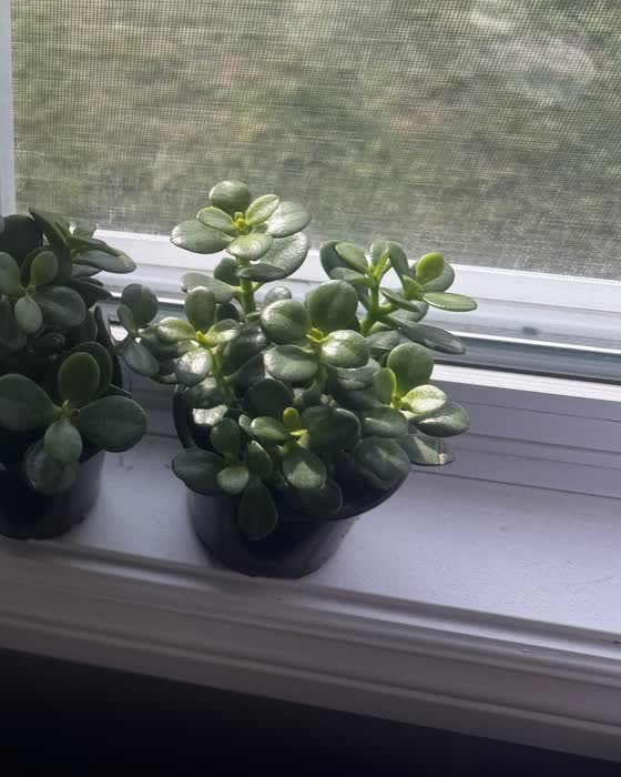 Jade Minima with tiny round leaves, real photo