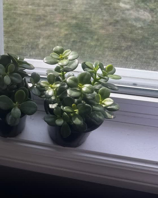 Jade Minima with tiny round leaves, real photo