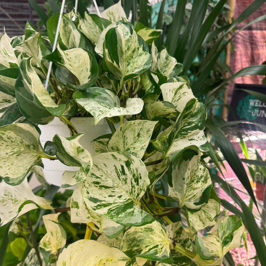 Pothos Manjula hanging basket at the Grow Pro booth