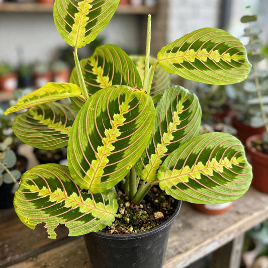 Maranta leuconeura Lemon Lime