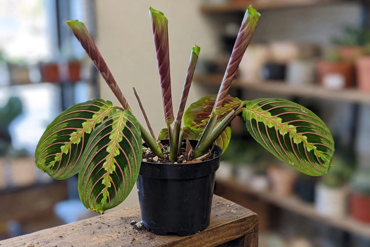 Maranta Leuconeura