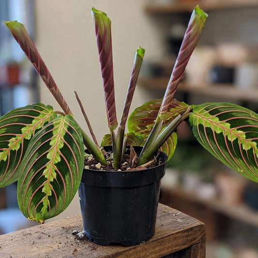 Maranta Leuconeura