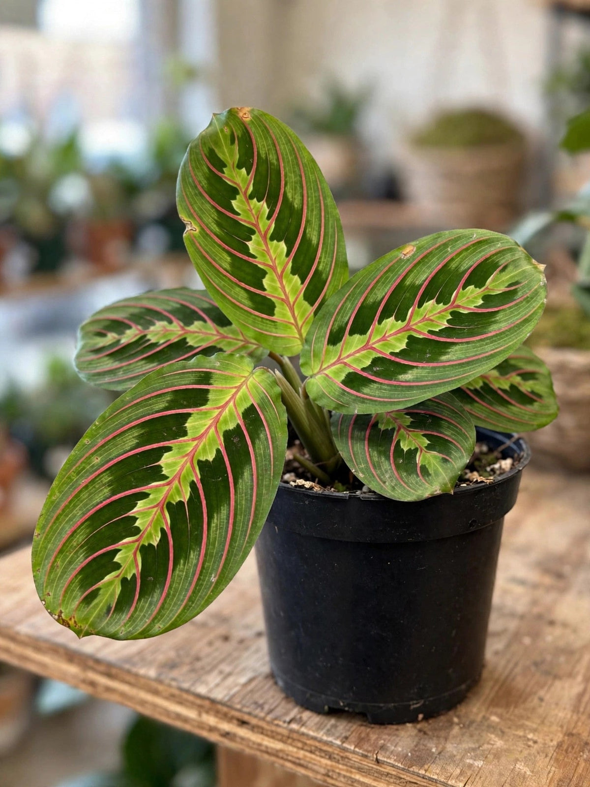 Maranta Red