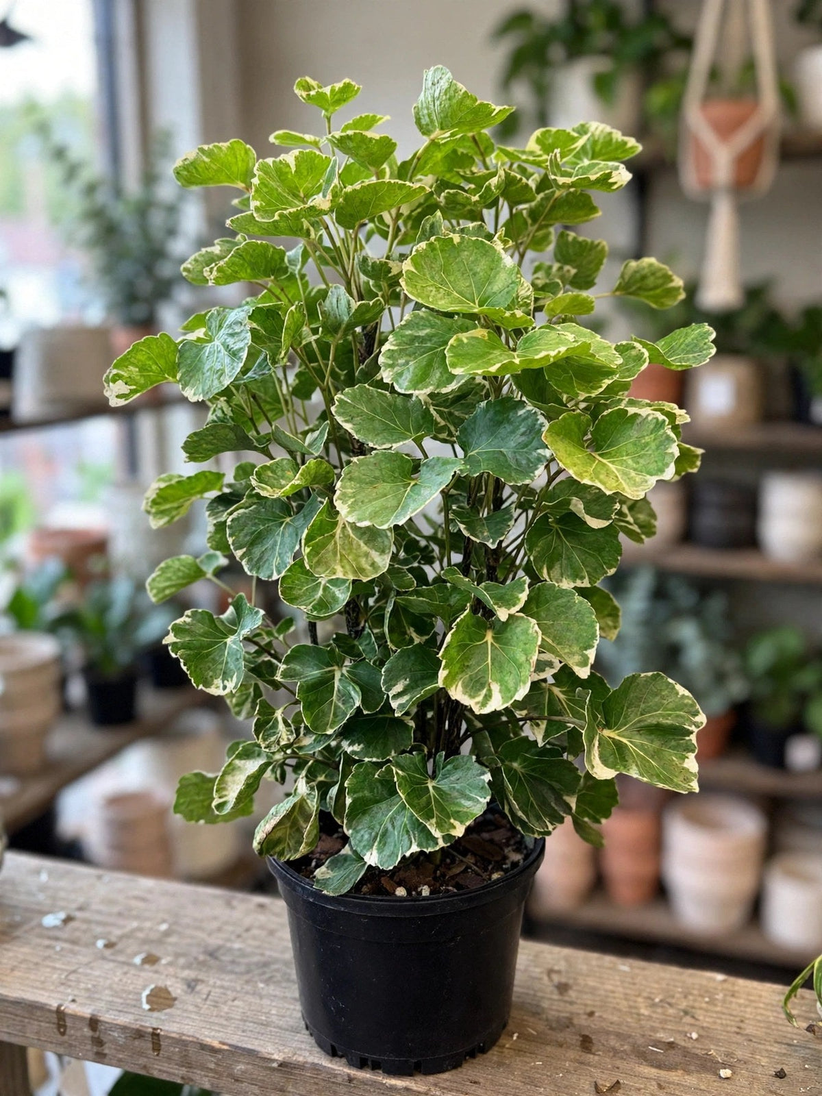 Aralia Balfouriana Variegated