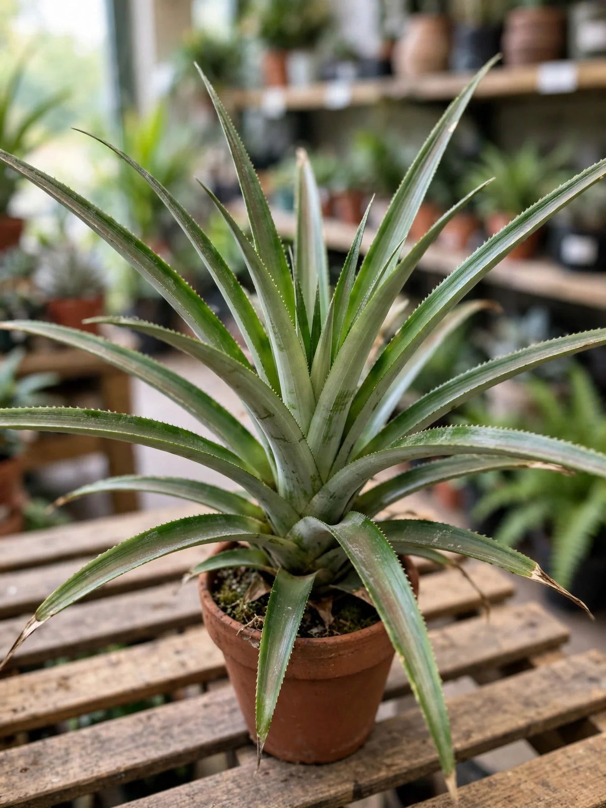 Pineapple non-fruiting