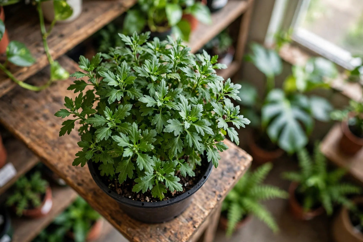Indoor Potted Mum 4.5"