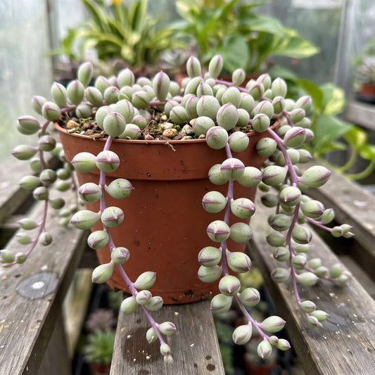 Senecio Purple Flush