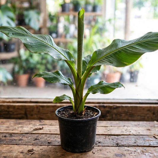Banana Ensete Ventricosum 12"