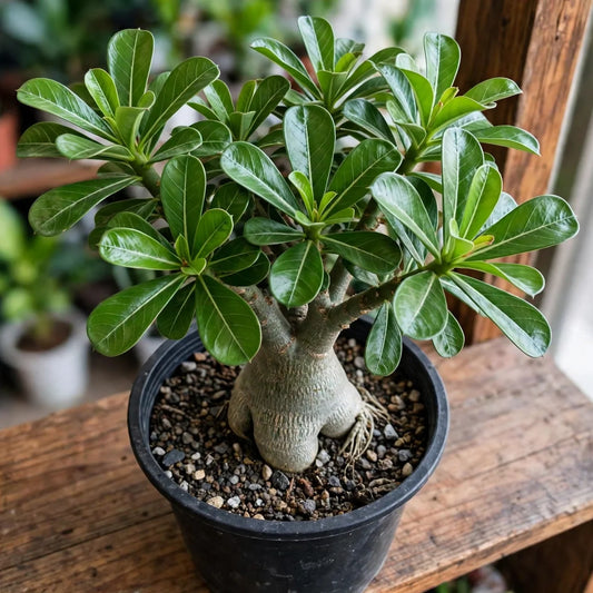 Desert Rose - Adenium Sublime Beauty 6"