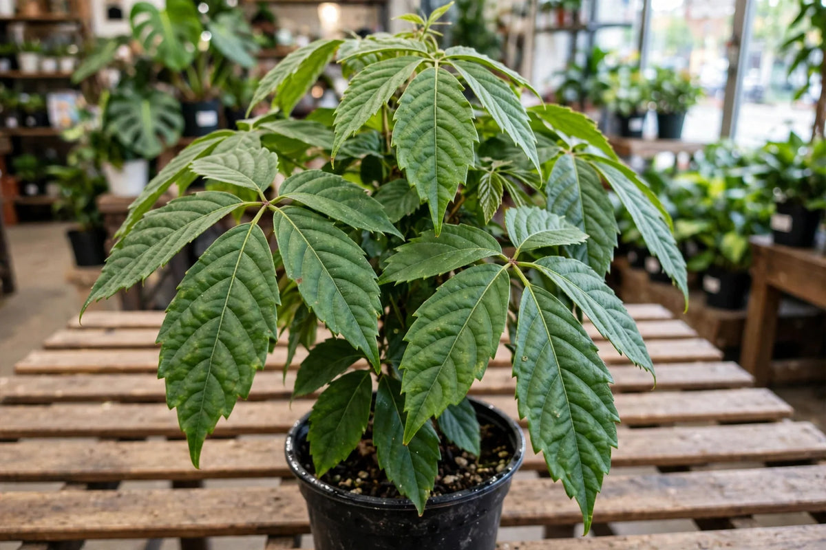 Tetrastigma voinierianum - aka Chestnut Vine
