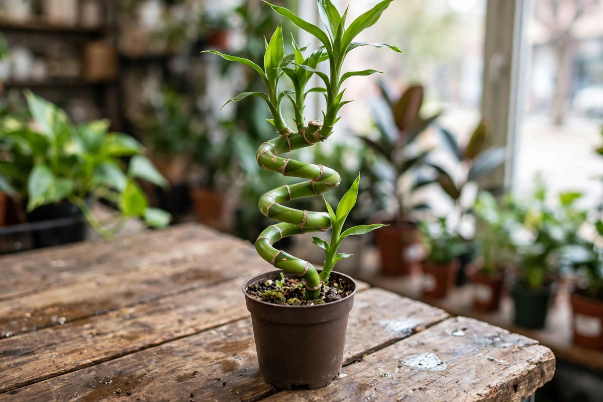 Lucky Bamboo Cobra Mini 6
