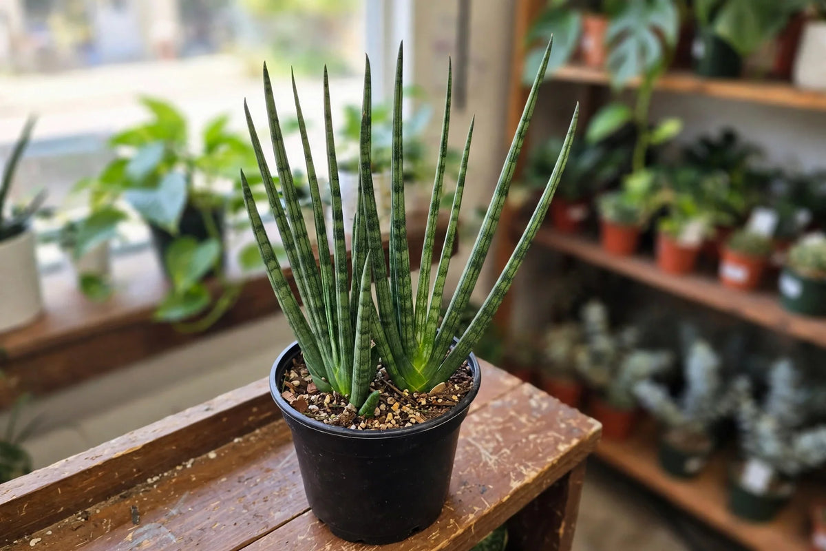 Sansevieria Fernwood Hybrid 6"