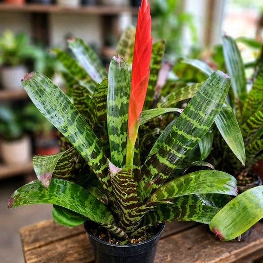 Bromelaide Vriesea Espada 6"
