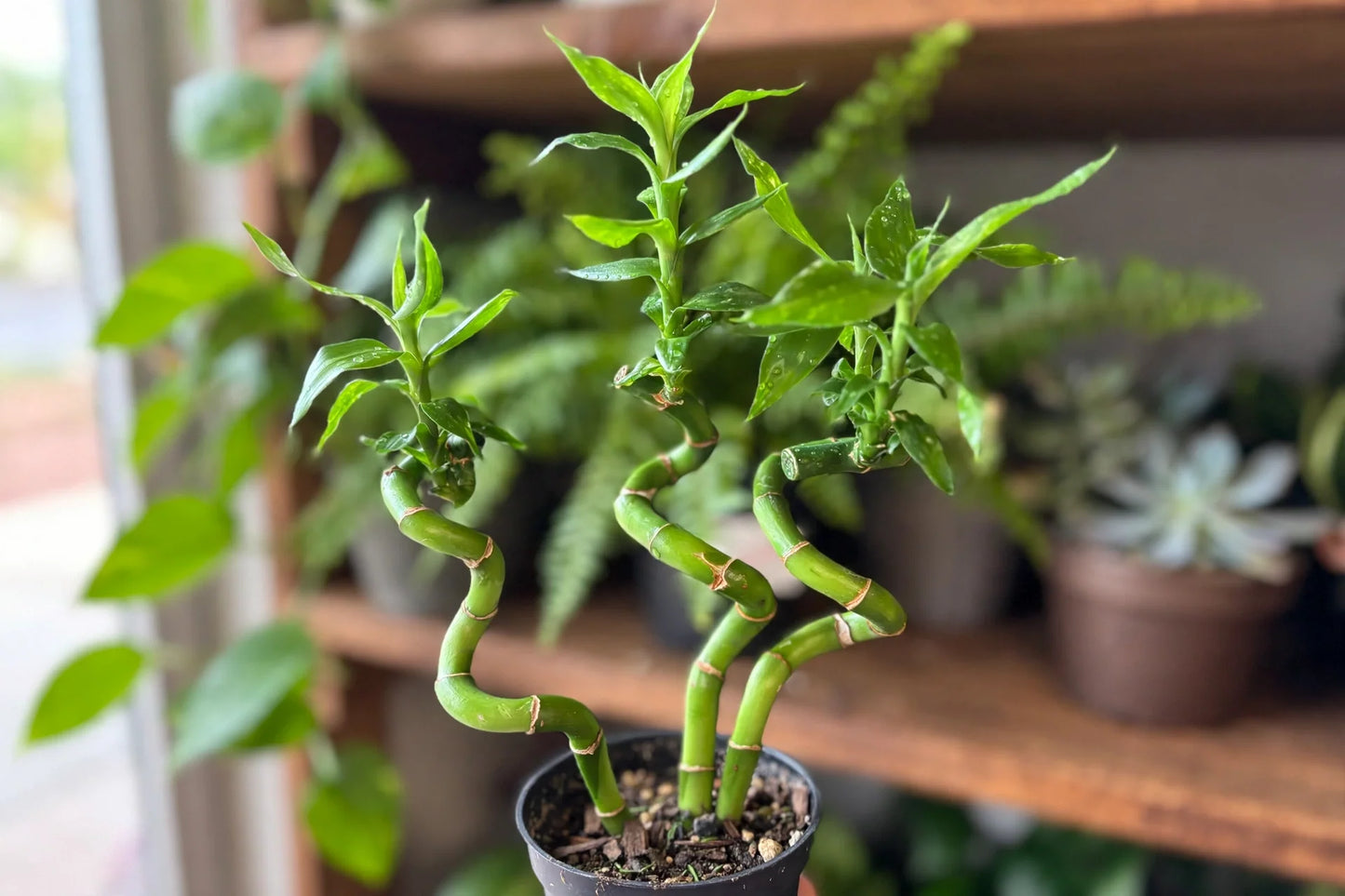 Lucky Bamboo Cobra Mini Twist 3"