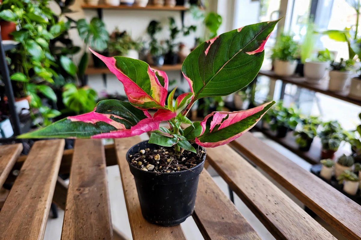 Alternanthera Party Time 3.5"