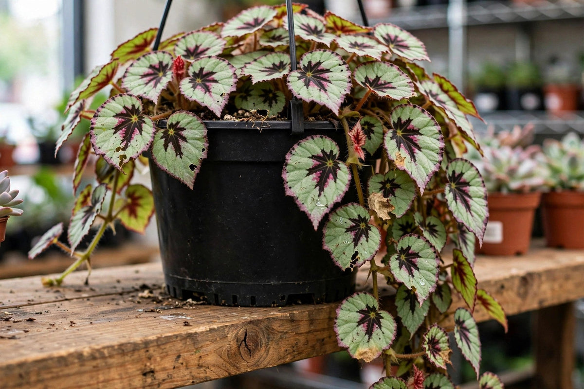 Begonia Cherry Mint