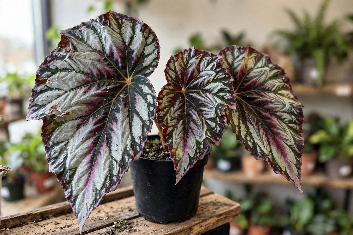 Rex Begonia