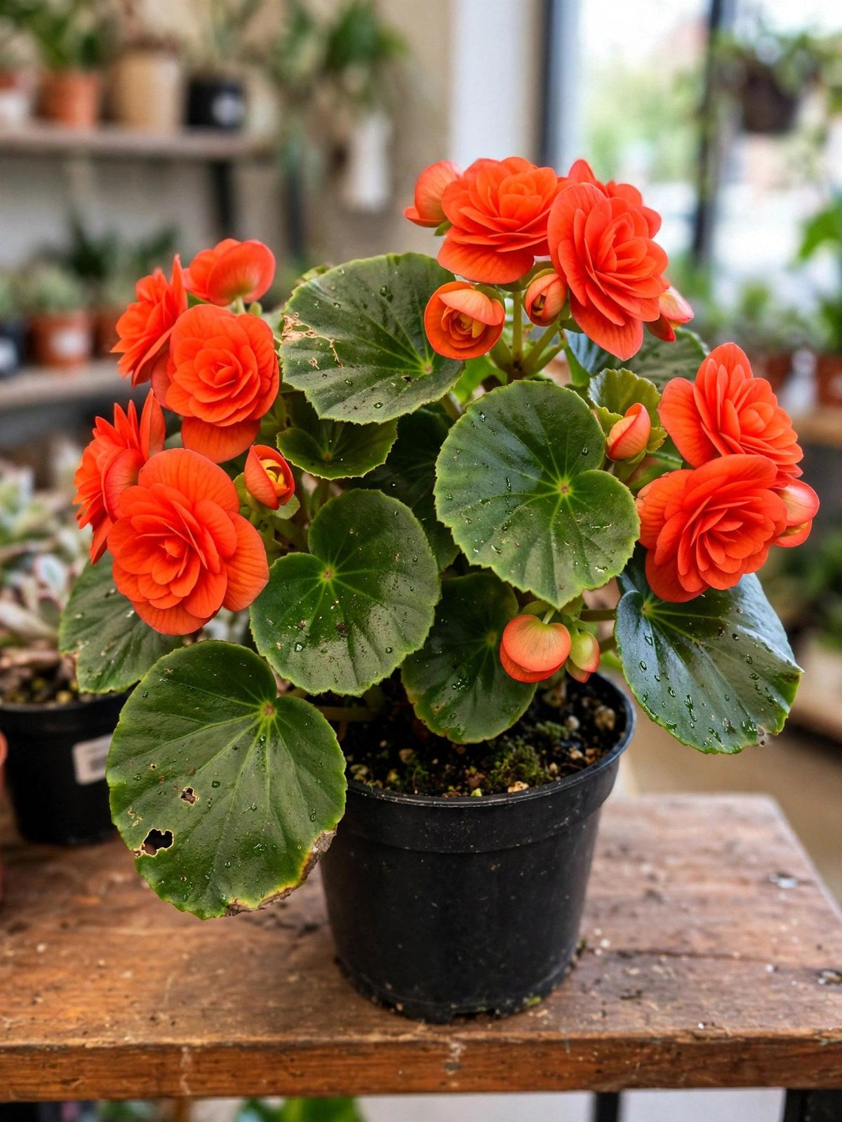 Rieger Begonia