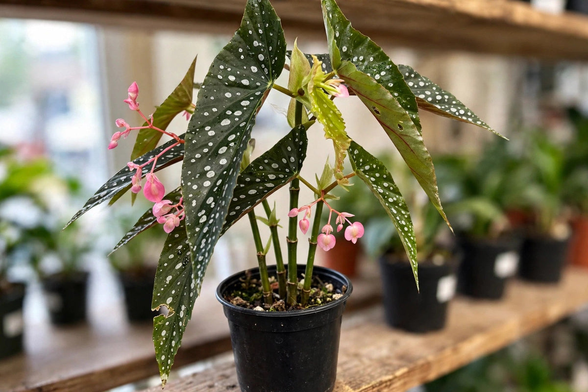 Begonia Tamaya