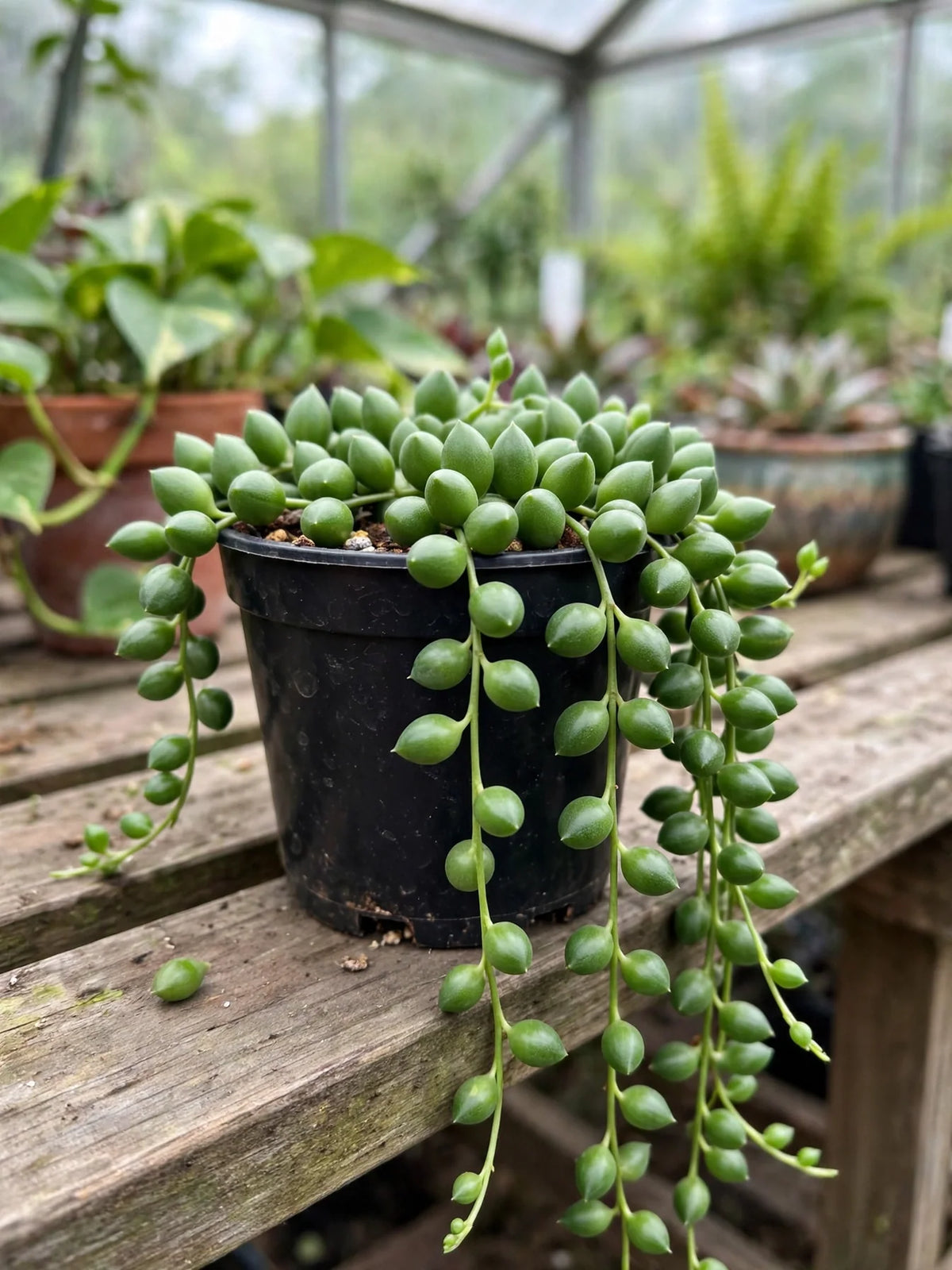 Vertical Leaf Senecio 3.5"