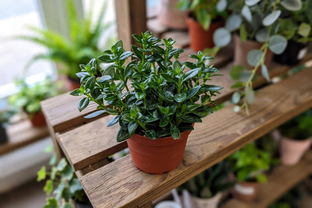 Goldfish Mini Green 4"