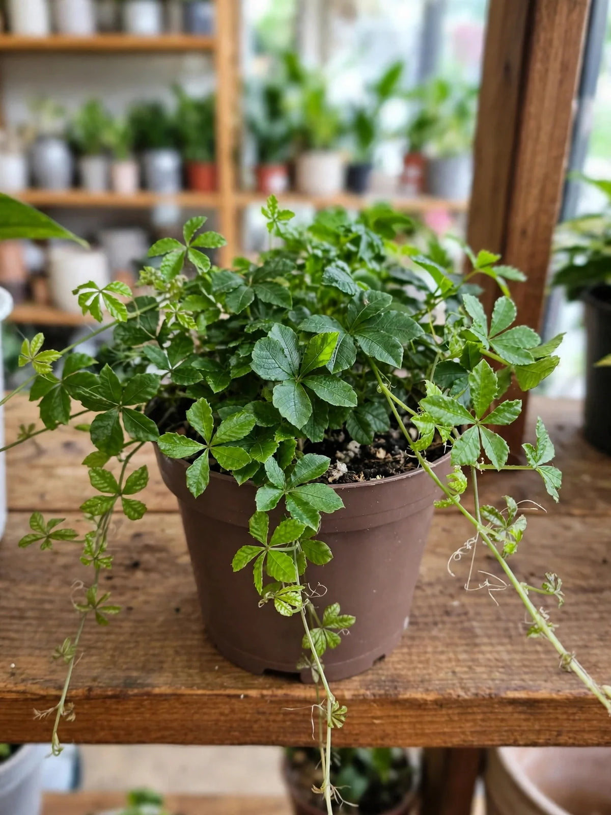 Cissus Striata aka Sugar Vine 6"HB
