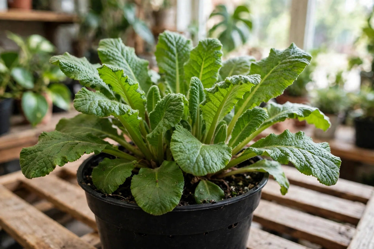 PRIMULA 4"