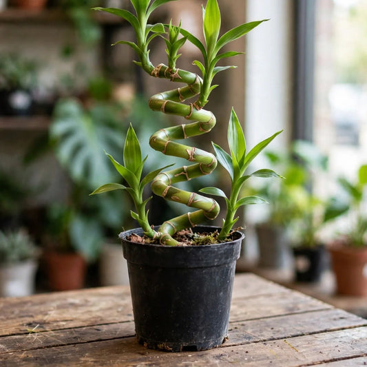Lucky Bamboo Cobra Mini 6
