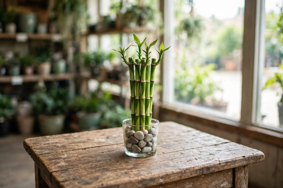 Bamboo Lucky 30cm 5pc small arrangement