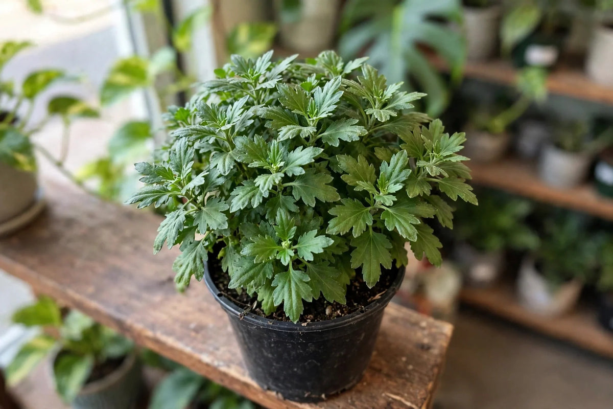 Indoor Potted Mum 4.5"