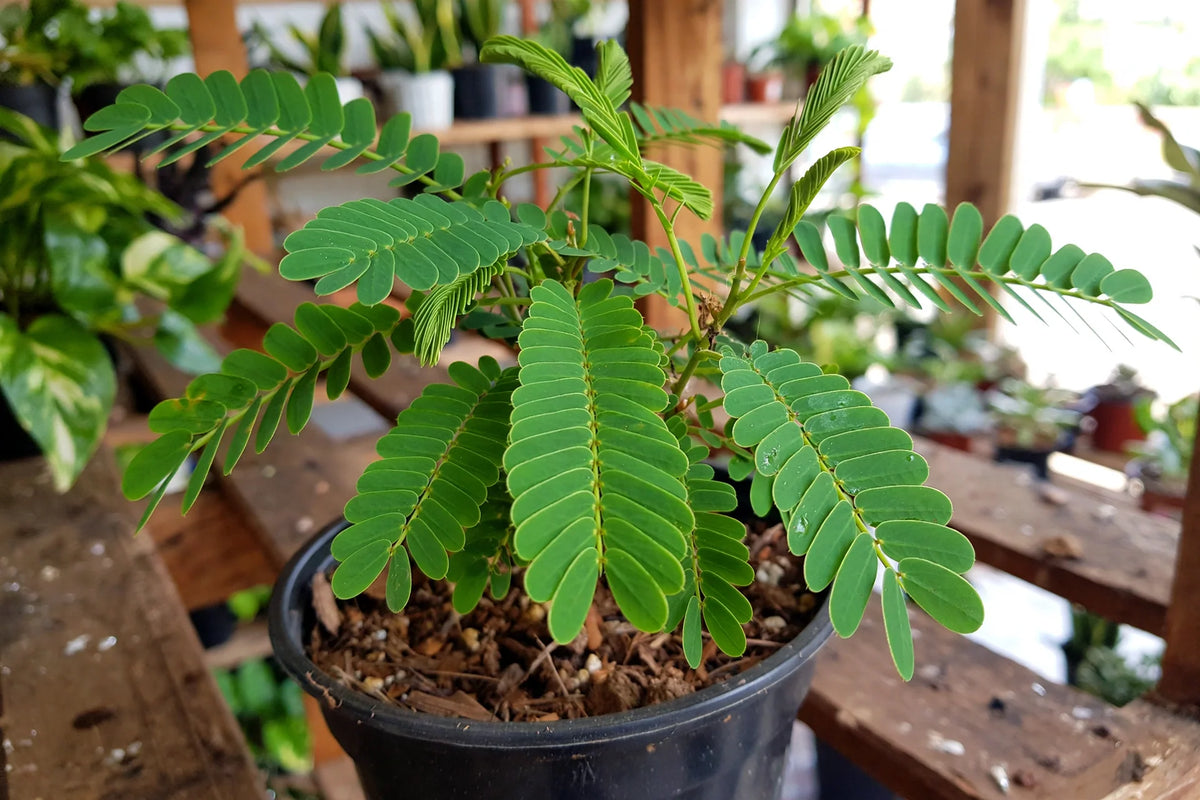 African Senna 4"