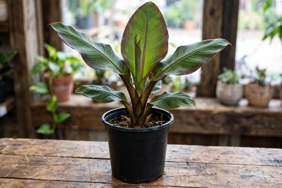 Banana Ensete Ventricosum 12"