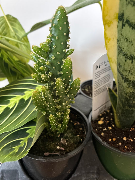 Opuntia Joseph's Coat monstrose cactus, real photo