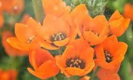 Ornithogalum 4" - perennial toxic