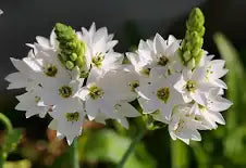 Ornithogalum 4" - perennial toxic