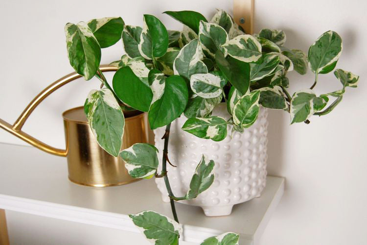 Pothos Jade