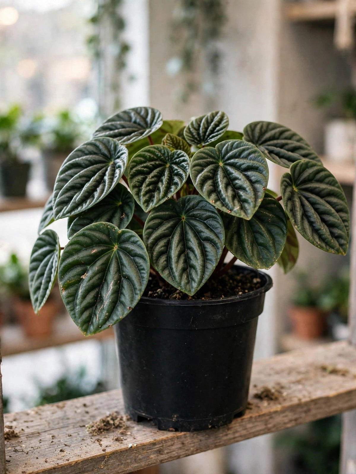Peperomia Sulcata