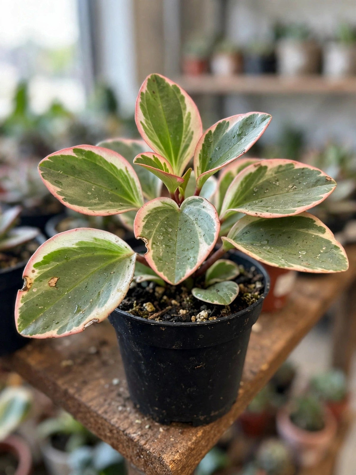 Peperomia Clusifolia Tricolour