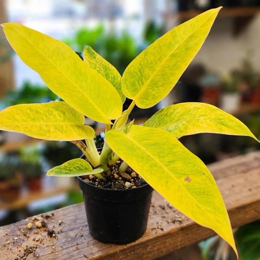 Philodendron Calkins Gold