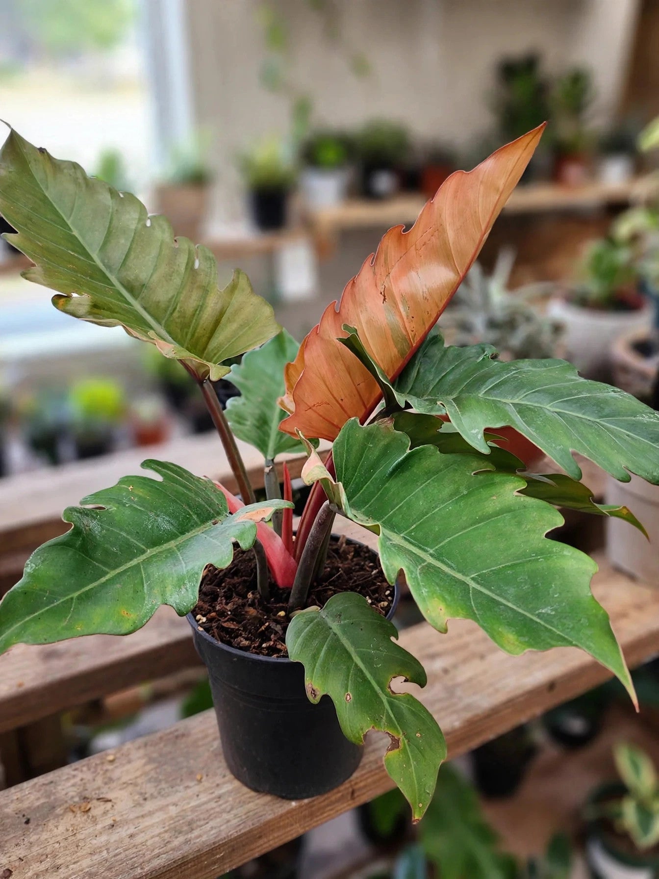 Philodendron Caramel Pluto