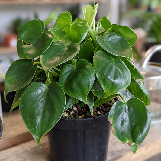 Philodendron Grazielae"
