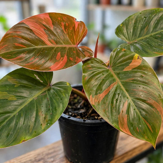 Philodendron Mars"